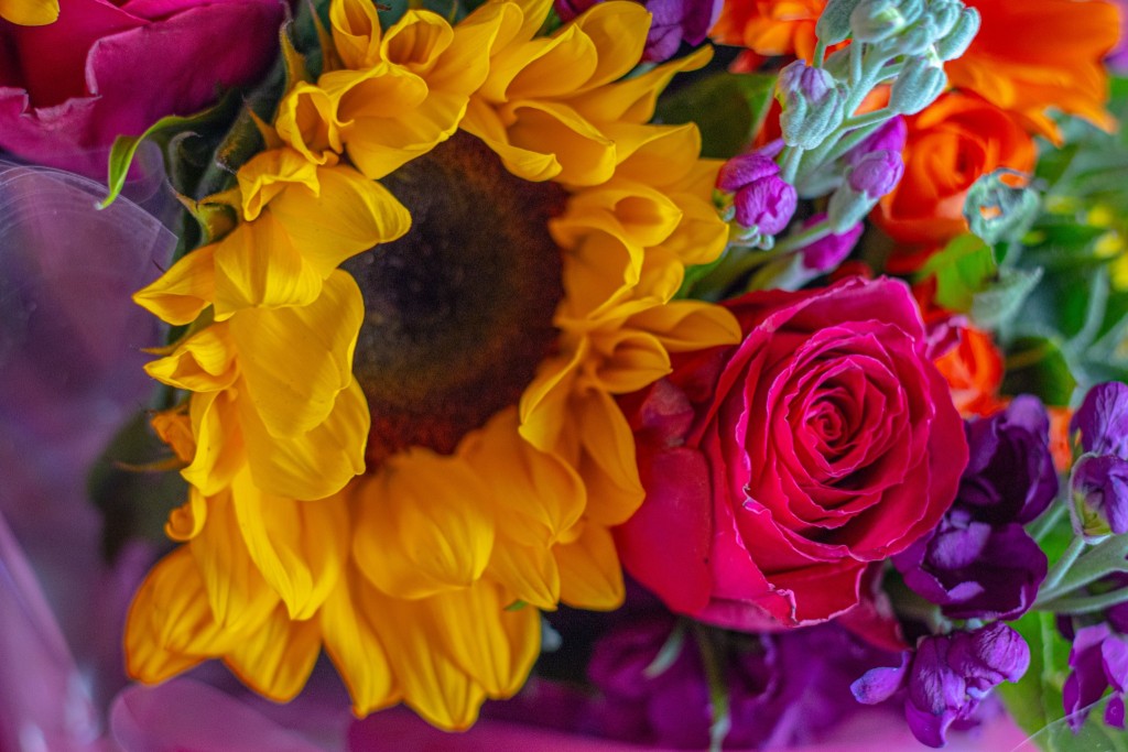 colourful flowers close up