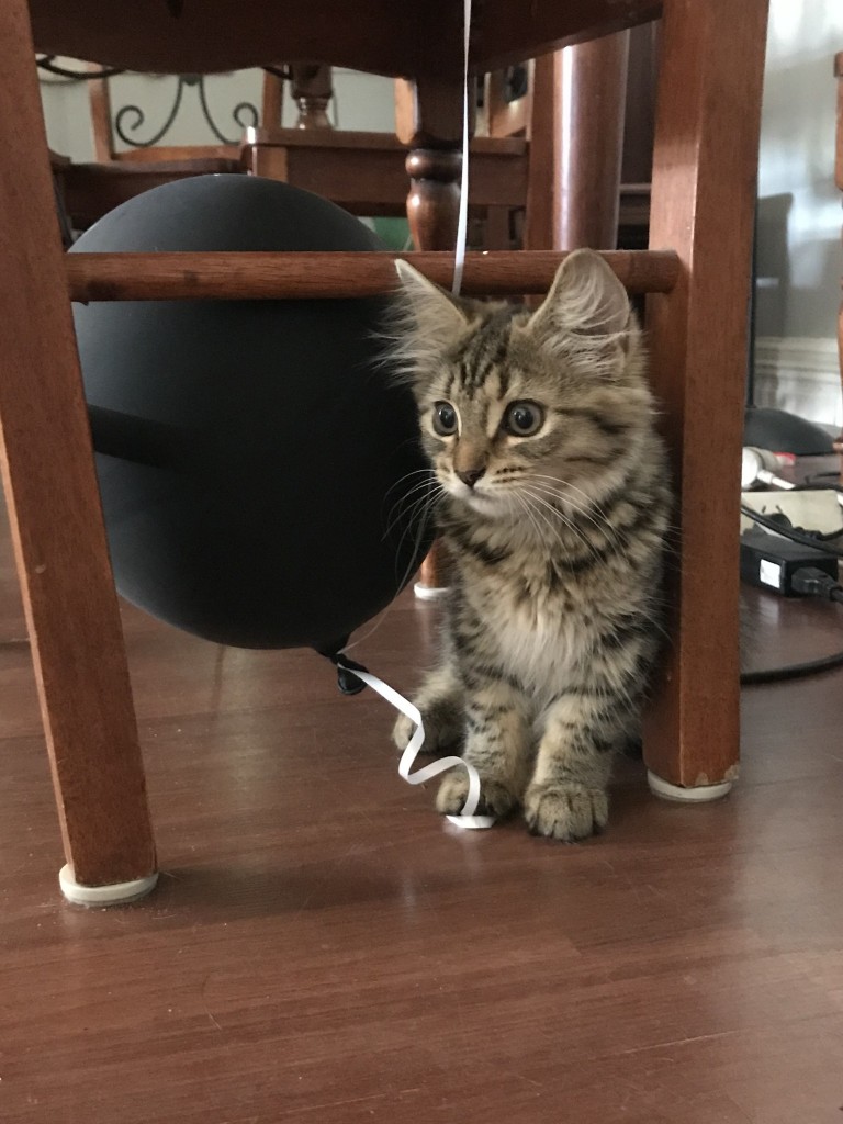 Cat hiding under a chair