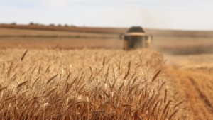 grain growing in a field