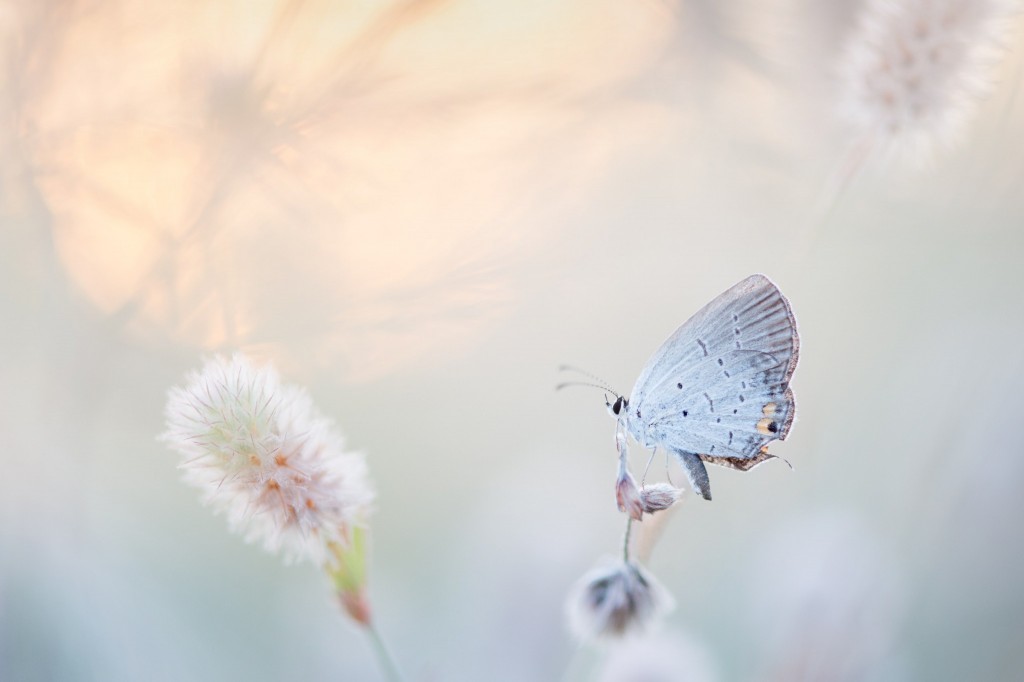 White butterfly landing on flower