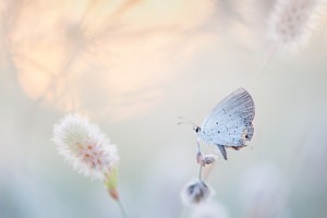 White butterfly landing on flower