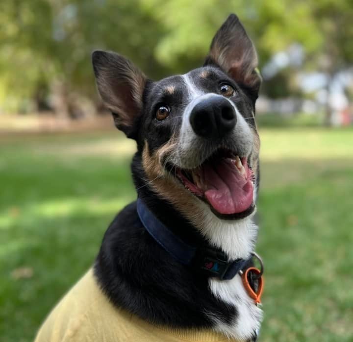 Spotlight Interview: Meet Loki, the therapy dog